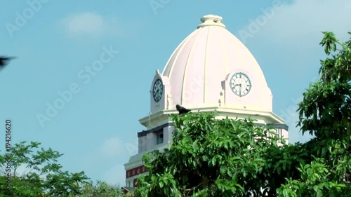 Crows Sitting on Tree, Natural green background