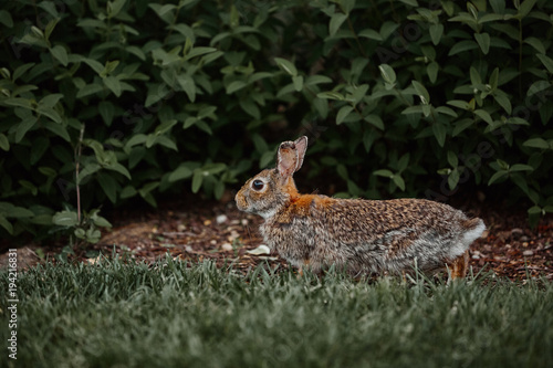 cute furry rabbit bunny easter outdoor wild