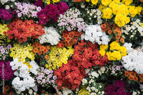 Beautiful of flowers background
