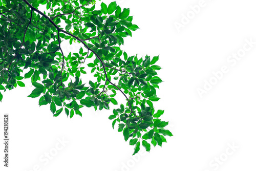 Green tree leaves and branches isolated on white background