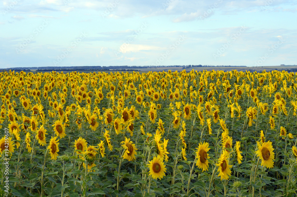 Fototapeta premium sunflowers field