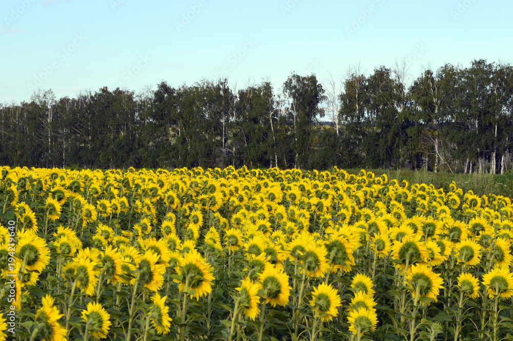 sunflowers field sunflowers field