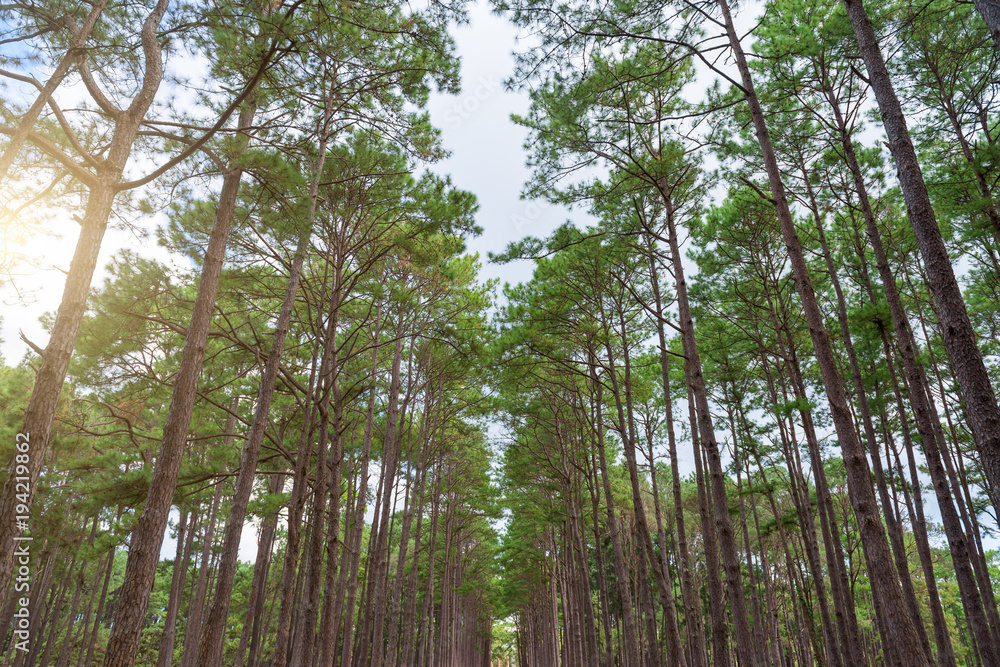 Pine forest, sunny early in the morning, sun rays Pine forest, sunny early in the morning, sun rays
