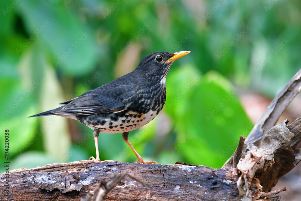 Japanese Thrush Bird Japanese Thrush Bird