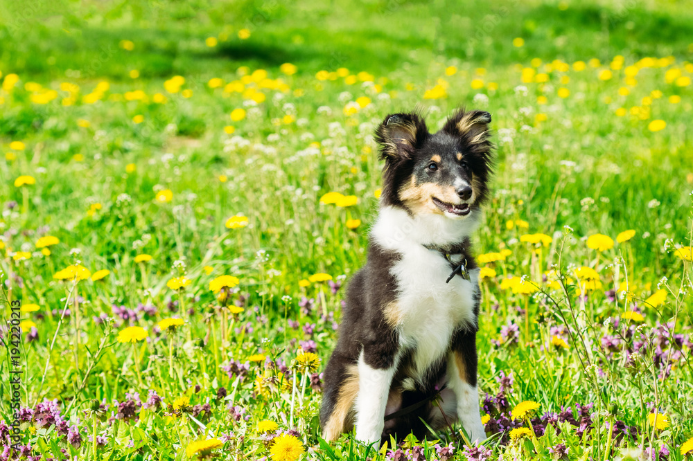 Beautiful sheltie collie puppy in grass