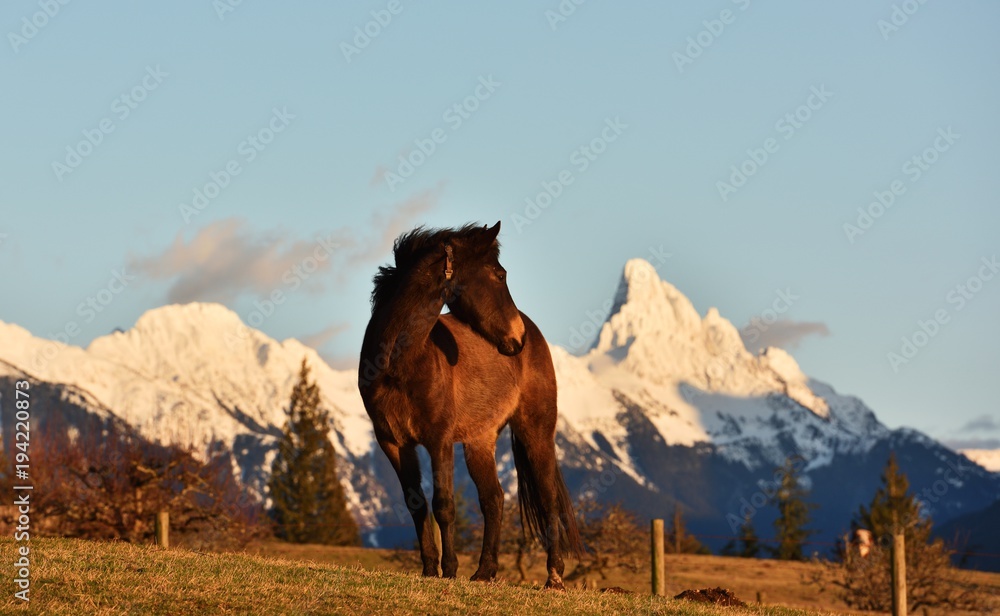 Naklejka premium Horse and Slesse Mountain at sunset