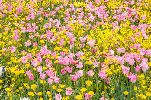 Yellow flowers and pink tulips