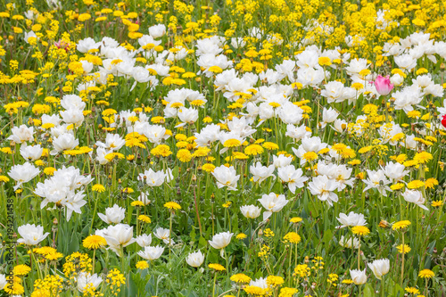 White tulips among yellow flowers