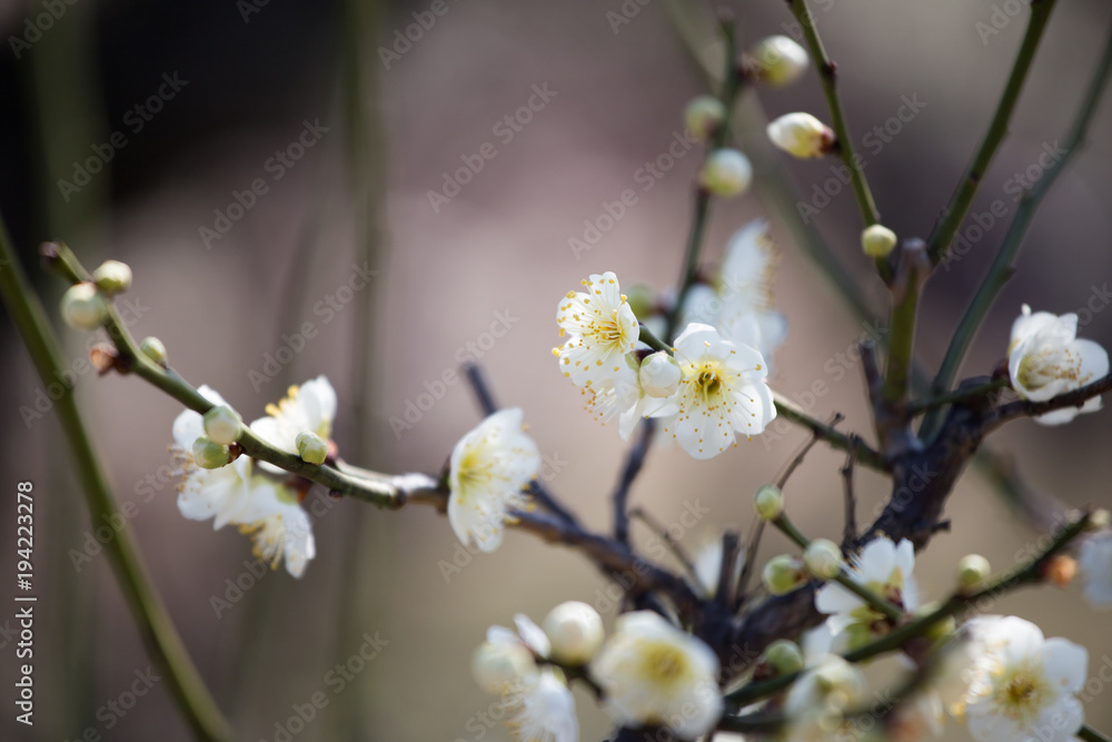 梅の花 梅の花