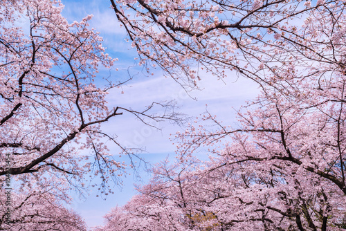 Wallpaper Mural 上野恩賜公園の桜 Torontodigital.ca