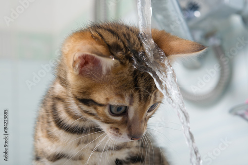 Fototapeta Naklejka Na Ścianę i Meble -  background with a kitten, water leaks on the roof towards the side