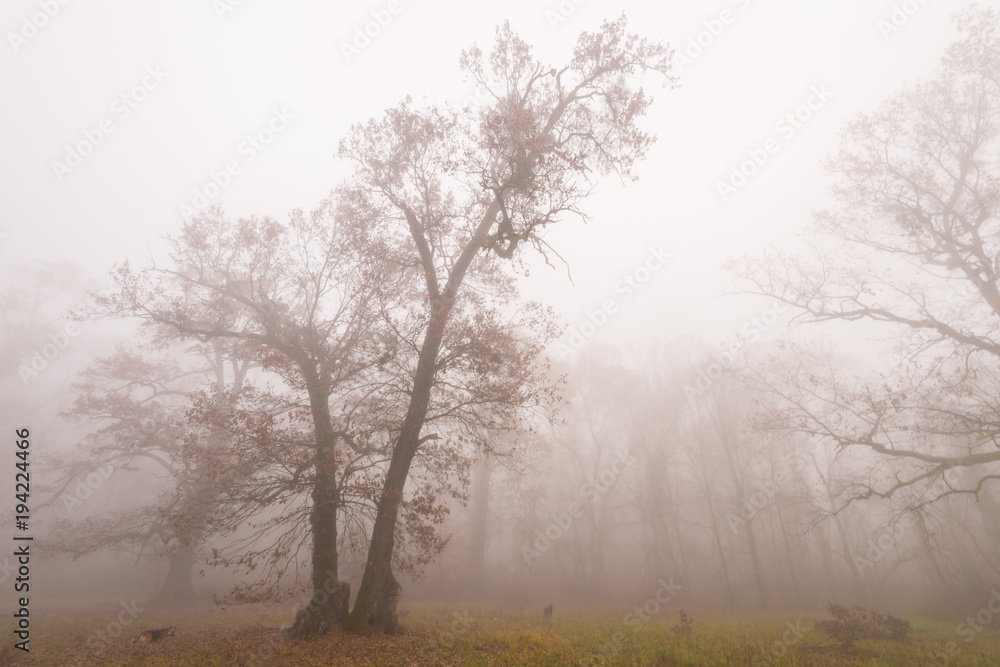 Beautiful scenery in the forest with fog and mist and autumn foliage Beautiful scenery in the forest with fog and mist and autumn foliage