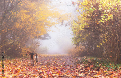 Dag walking on a path in the forest on a cold misty autumn morning