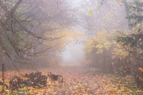 Dag walking on a path in the forest on a cold misty autumn morning © Calin Tatu