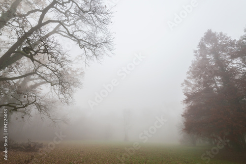 Beautiful scenery in the forest with fog and mist and autumn foliage
