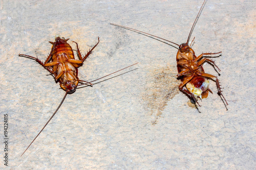 Cockroach lying flat on the cement floor. photo