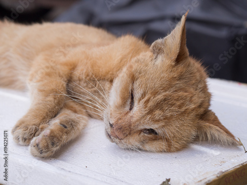 Dead cat on street