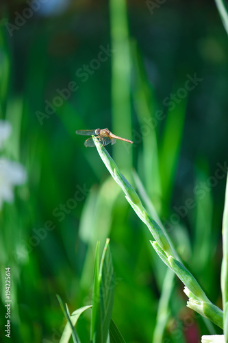 dragonfly on top of gladiolus bud © aunyaluck