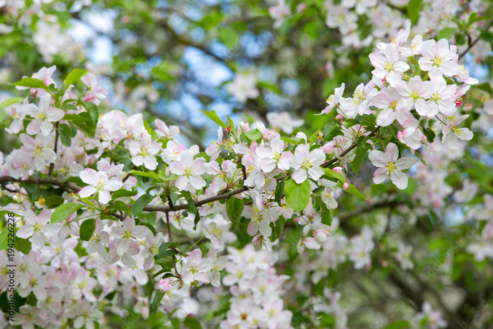 Blooming Apple tree in the spring garden