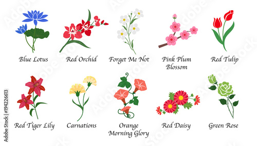 Organic nature botanic garden flower isolated vector collection set