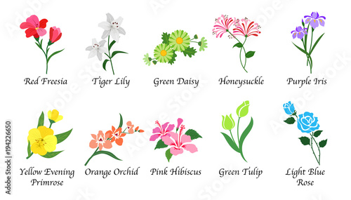 Organic nature botanic garden flower isolated vector collection set