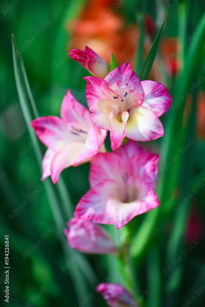 Fototapeta premium red, pink gladiolus flower