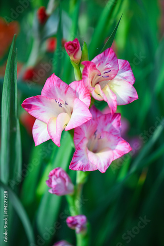 Obraz na płótnie red, pink gladiolus flower
