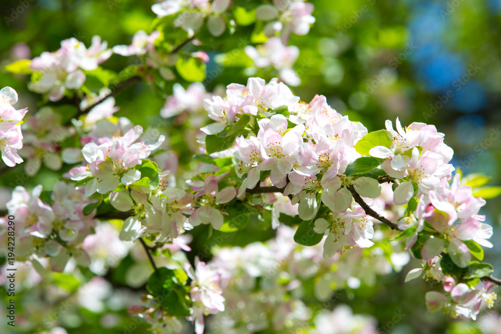 Blooming Apple tree in the spring garden Blooming Apple tree in the spring garden