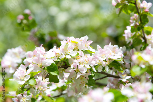 Blooming Apple tree in the spring garden