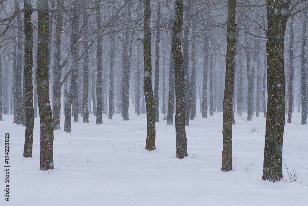 Park with many trees and snowfall, winter background, forest in cold weather Park with many trees and snowfall, winter background, forest in cold weather