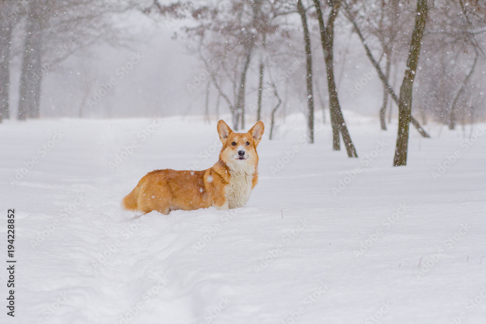 Cute welsh pembroke corgi portrait, funny dog having fun in snow 