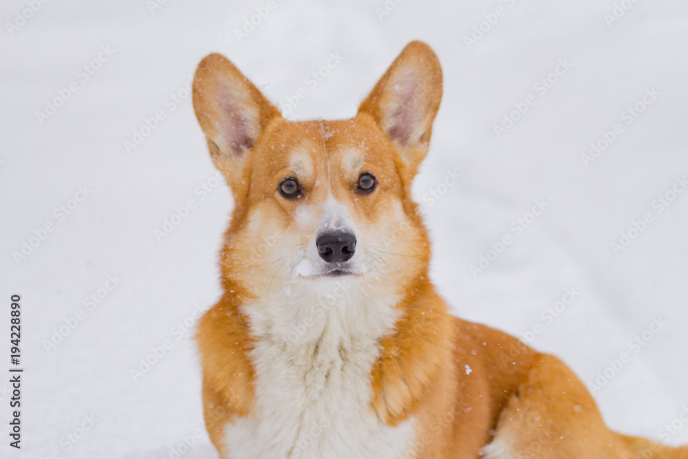 Cute welsh pembroke corgi portrait, funny dog having fun in snow 