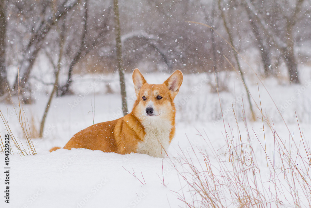 Cute welsh pembroke corgi portrait, funny dog having fun in snow Cute welsh pembroke corgi portrait, funny dog having fun in snow