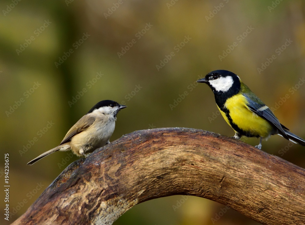 The marsh tit and the great tit on a bow