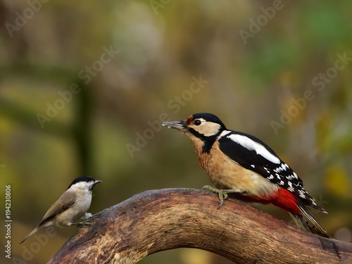 The Marsh tit and the Great spotted woodpecker © Hubert Schwarz