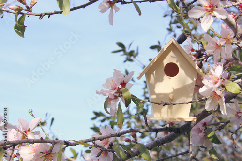 Print op canvas Little birdhouse in spring over blossom cherry tree.