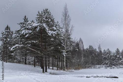 Winter pine forest and lake