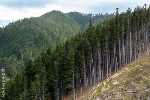 Forestry section in Port Underwood, South Island, New Zealand