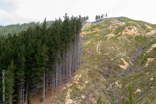 Forestry section in Port Underwood, South Island, New Zealand