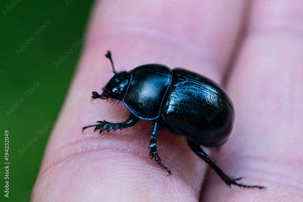Closeup of a large blue and black dor beetle Closeup of a large blue and black dor beetle