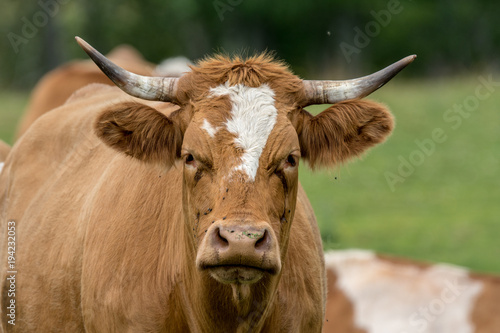 Closeup of a white and brown bull looking into the camera