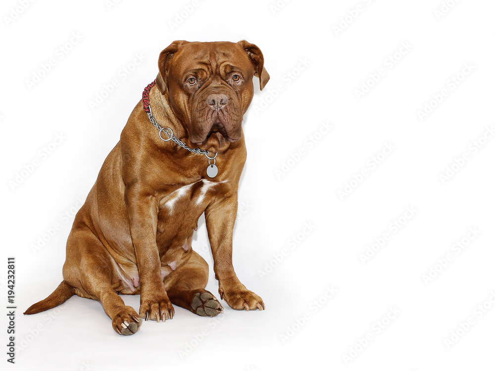 Beautiful Big Dog - Dogue de Bordeaux - French Mastiff Beautiful Big Dog - Dogue de Bordeaux - French Mastiff