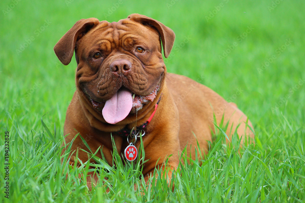 Beautiful Big Dog - Dogue de Bordeaux - French Mastiff Beautiful Big Dog - Dogue de Bordeaux - French Mastiff