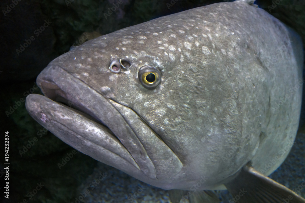 Giant Grouper Fish - close up Giant Grouper Fish - close up