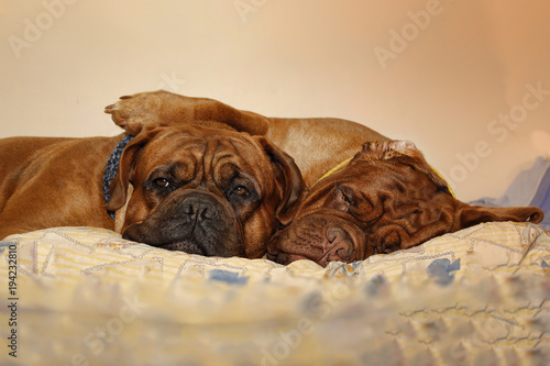 Beautiful Big Dog - Dogue de Bordeaux - French Mastiff