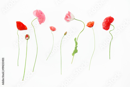 poppy flowers on white background