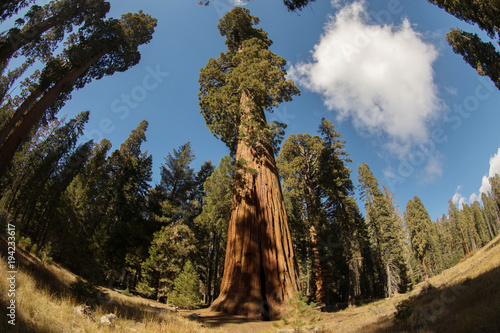 Sequoias,Sequoia,Sequoia National Park,Sequoia trees,Red Wood, Giant,Giant trees, Huge, Big, Old, Landscape, Nature,American Nature,Sequoia National Forest, 