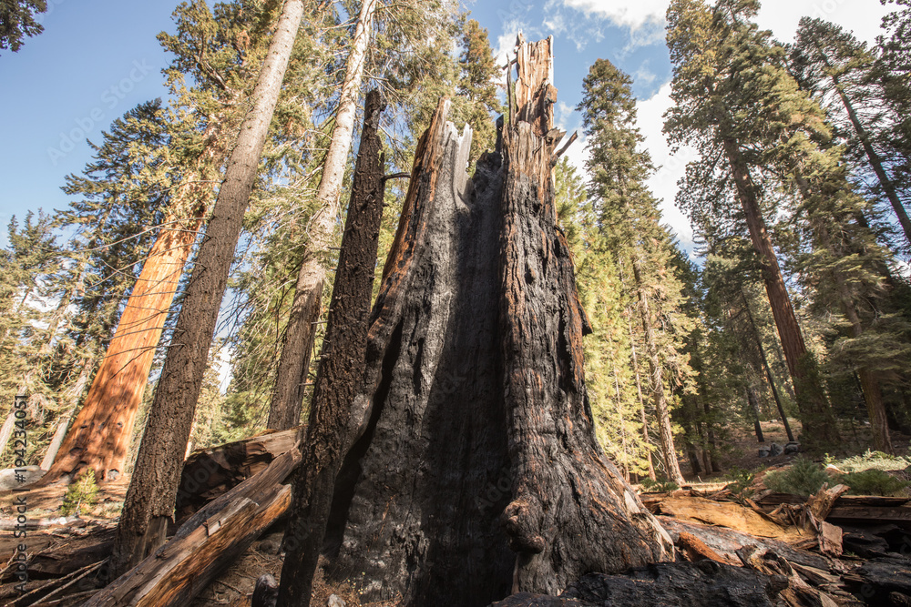 Dry,burnt,burtn trees,dyed trees,dyed sequoias,sequoias,dead trees,sequoua national park,sequoia national forest,forest,american nature,nature,naturel,wood,burnt wood,redwood, Dry,burnt,burtn trees,dyed trees,dyed sequoias,sequoias,dead trees,sequoua national park,sequoia national forest,forest,american nature,nature,naturel,wood,burnt wood,redwood,