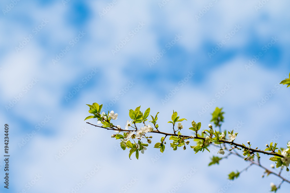 apple flowers in spring blossom, by soft sunlight. Spring floral background. apple tree branch in the sunny garden. Selective focus. Early april time. Copy space. apple flowers in spring blossom, by soft sunlight. Spring floral background. apple tree branch in the sunny garden. Selective focus. Early april time. Copy space.