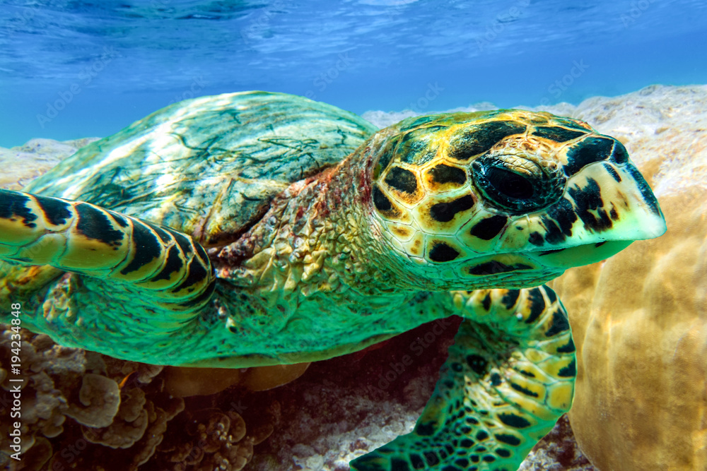 Fototapeta premium Hawksbill sea turtle swimming in Indian ocean in Maldives, close up